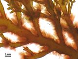 1 - Talli epifiti su Cystoseira compressa (Esper) Gerloff et Nizamuddin